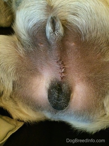 NeuteringDogSuturesStitchesFixed1